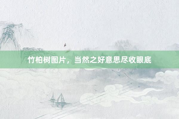 竹柏树图片，当然之好意思尽收眼底